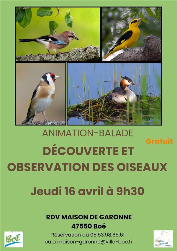 Balade nature sur l’observation des oiseaux