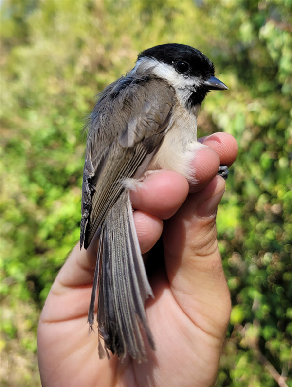 Baguage des oiseaux  migrateurs 