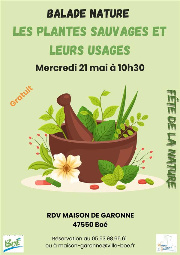 Balade à la découverte des plantes sauvages et de leurs usages