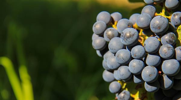 Rando Jeu à Buzet-sur-Baïse : la cité des vignerons