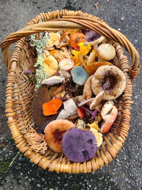 Journée mycologique : cueillette de champignons