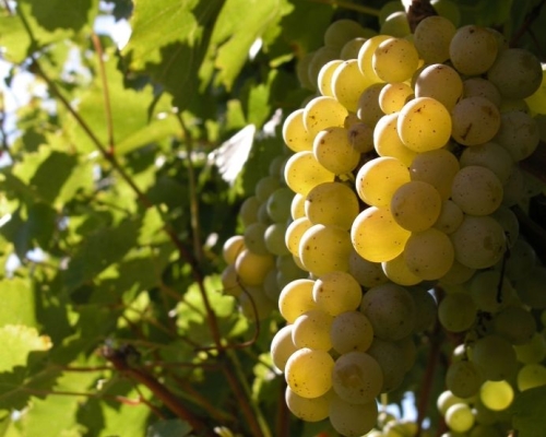 Domaine Les Bertins - The Lot & Garonne producers in Saint-Astier