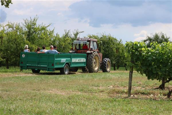 Balade insolite dans le vignoble.
