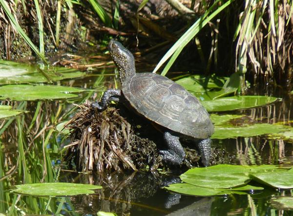 Découverte - La très discrète Cistude d'Europe