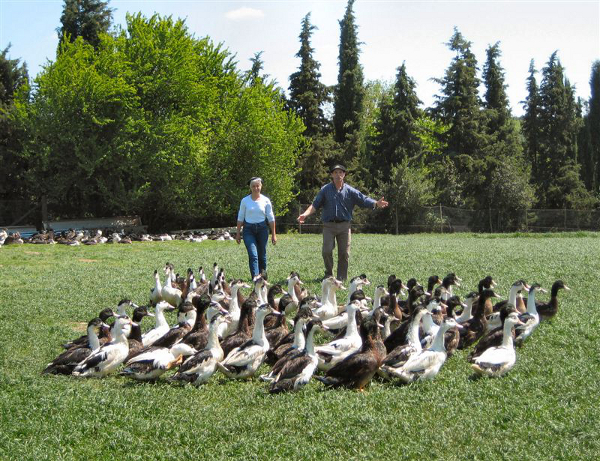 Ferme de Souleilles - Musée du foie gras