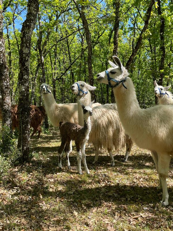 Les Lamas de Pechzen - Randonnée en autonomie avec un lama