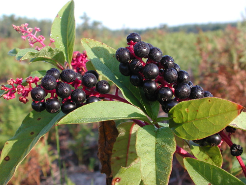 La Taillade, vacances dans les bois de la Réunion