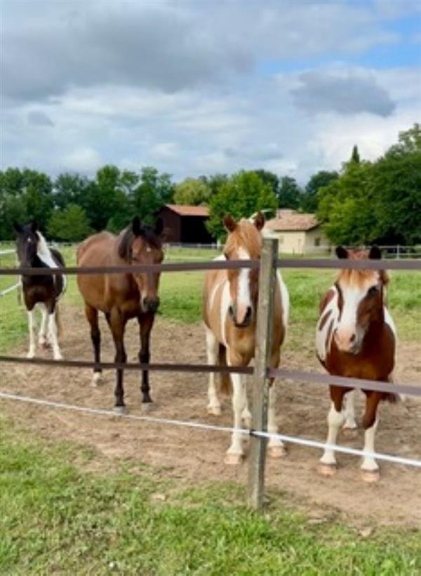 Cours privés ou collectifs, balades, stage d'été aux Ecuries du Dropt