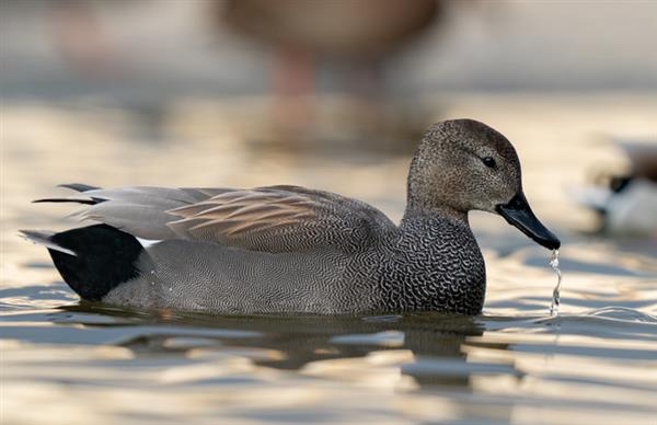 Observer - Les Oiseaux d'eau hivernants