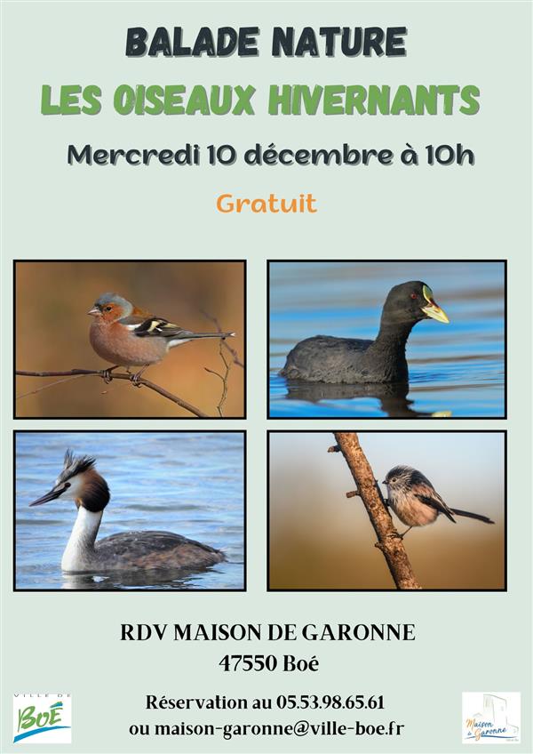 Balade nature sur les oiseaux hivernants