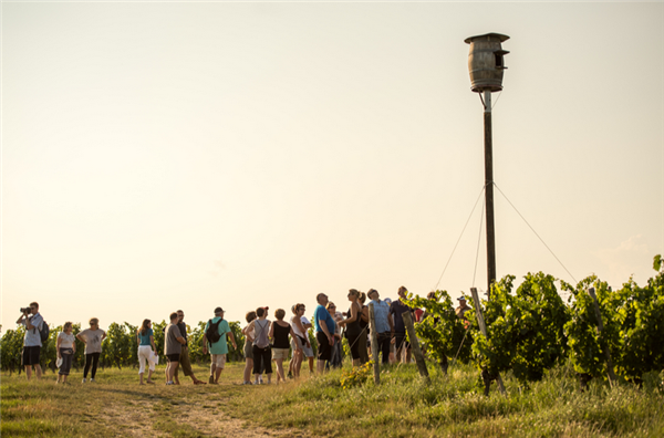 Balade guidée dans le vignoble de Buzet avec un découvreur de pays