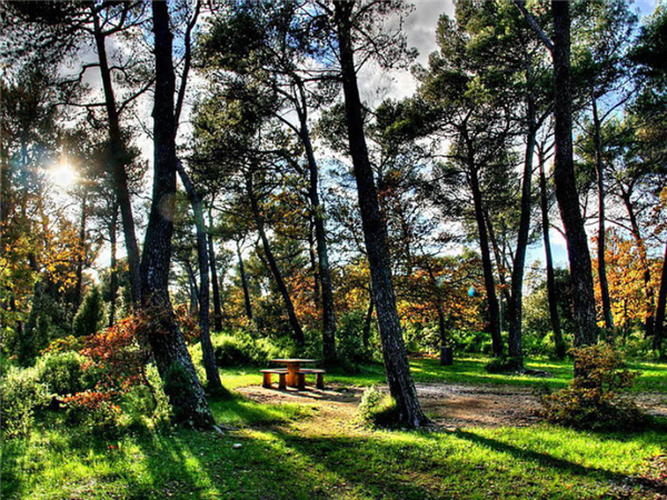 Chantier participatif : plantation d'arbres