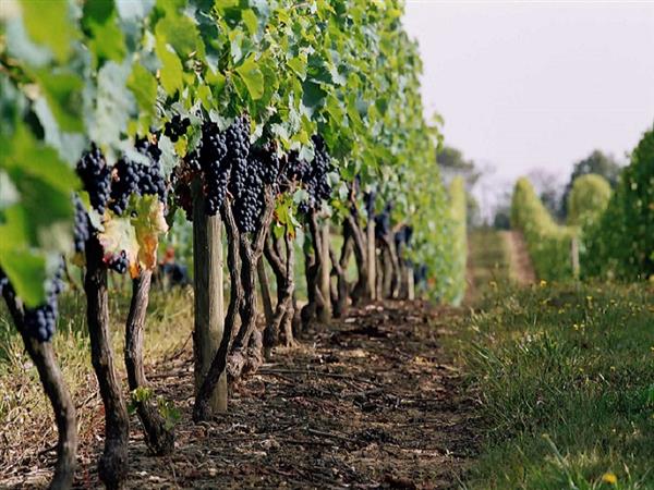 Les Vignerons du Brulhois