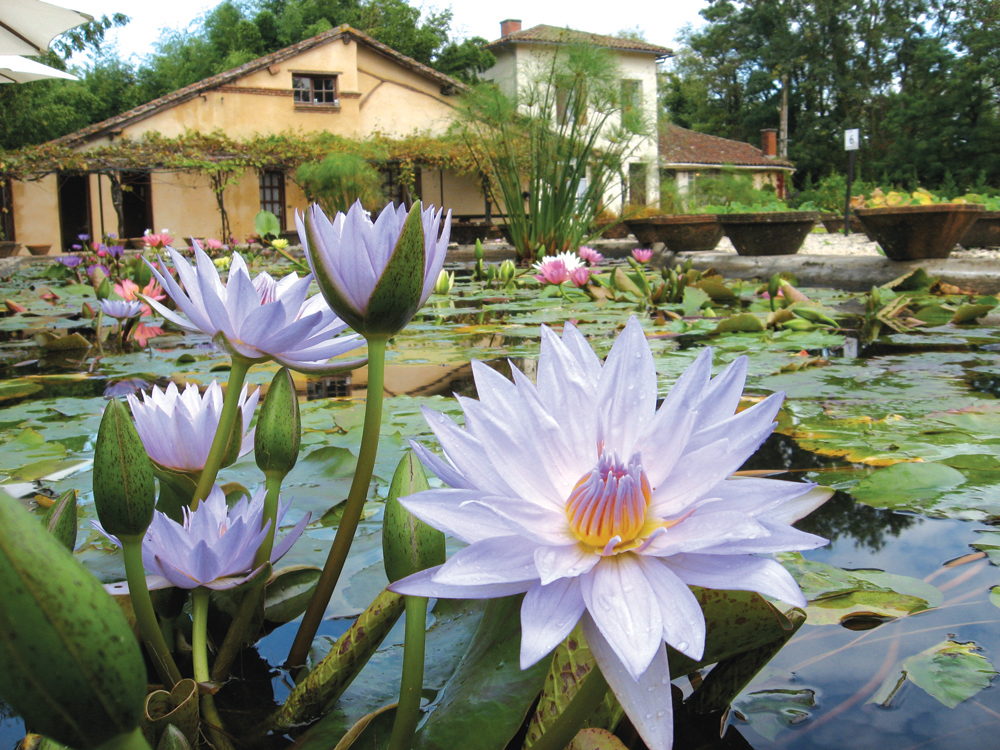 Conseils de jardinage aquatique par les jardiniers experts Latour-Marliac