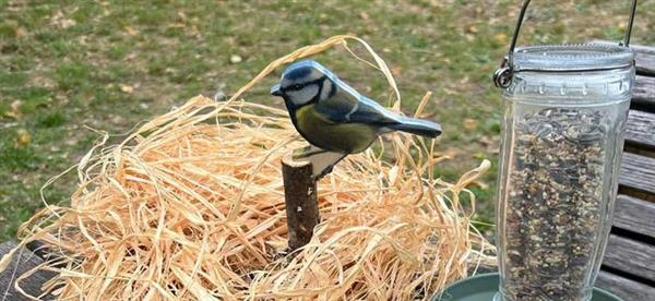 Animation nature en famille : Coup de pouce aux oiseaux