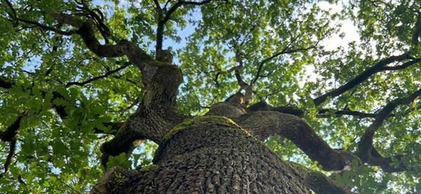 Animation nature en famille : Les murmures du vieux chêne