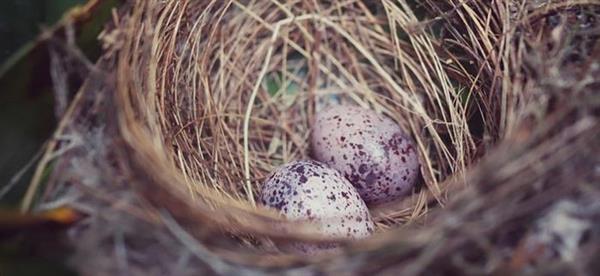 Animation nature en famille : Sacré oiseau