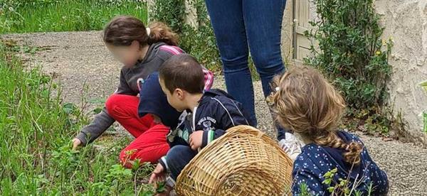 Animation nature en famille : Secret de plantes