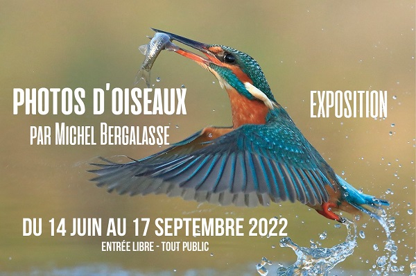 "Photos d’oiseaux" de Michel Bergalasse. : Exposition photographique