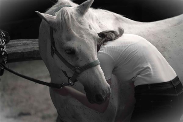 Ferme Equestre Crinière au Vent