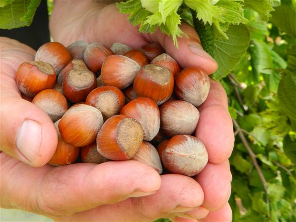 Les Noisettes de la Bastide