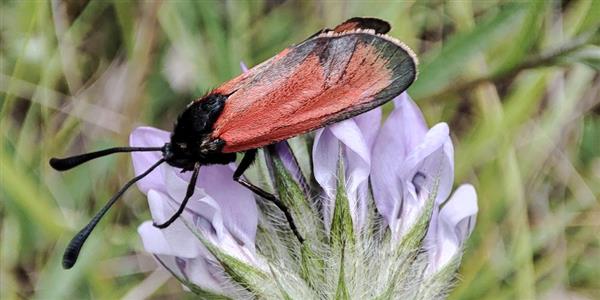 Sortie nature - à la recherche du Rubis des garrigues