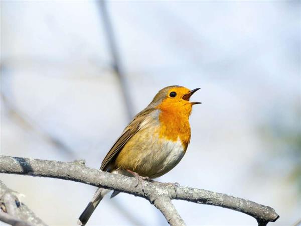 Animation nature en famille : Réveillez la nature