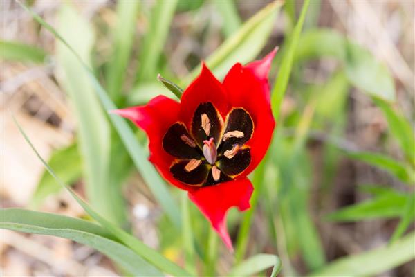 Le verger à tulipes de Villebramar